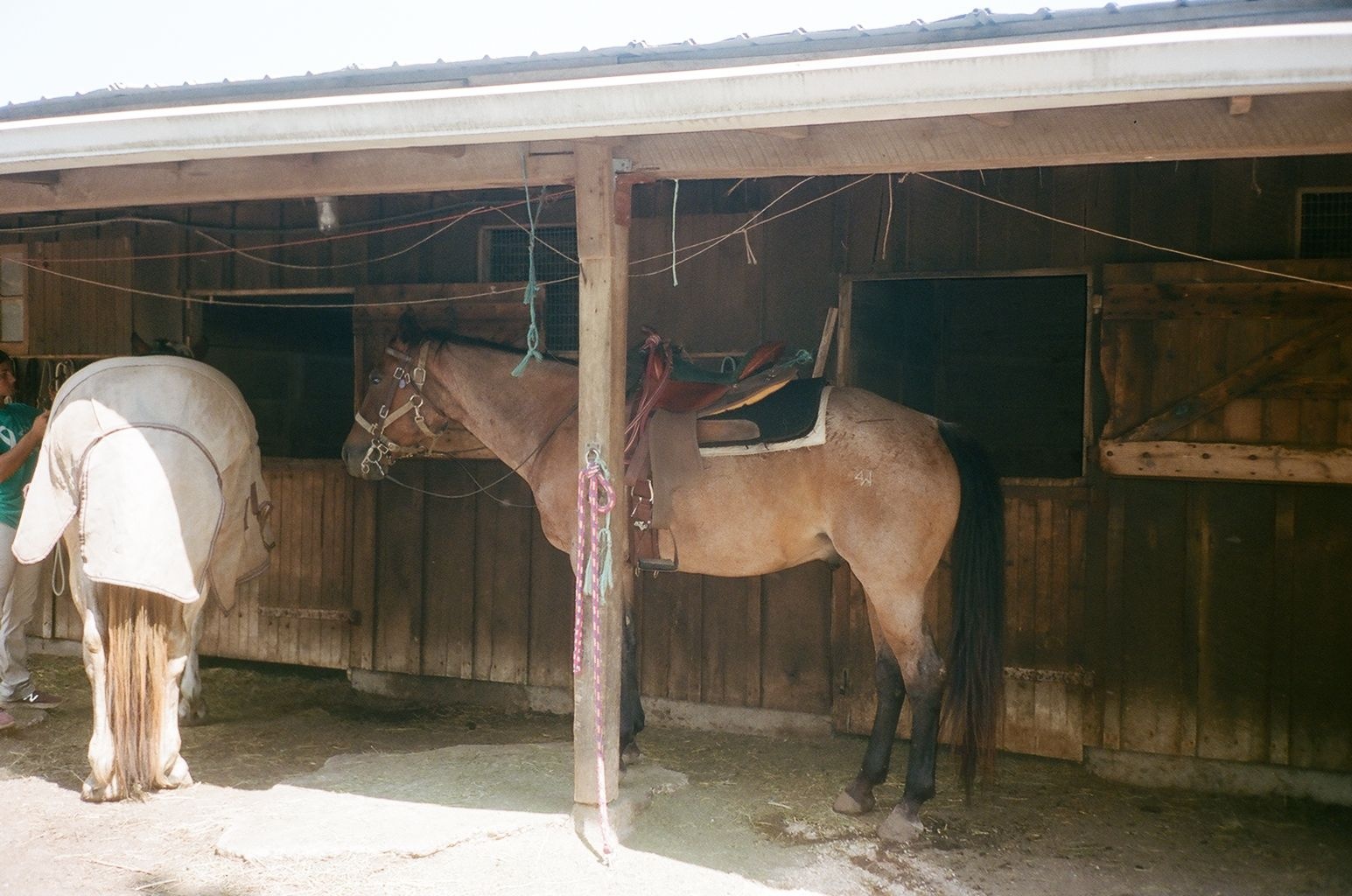 Horseback riding archive photograph