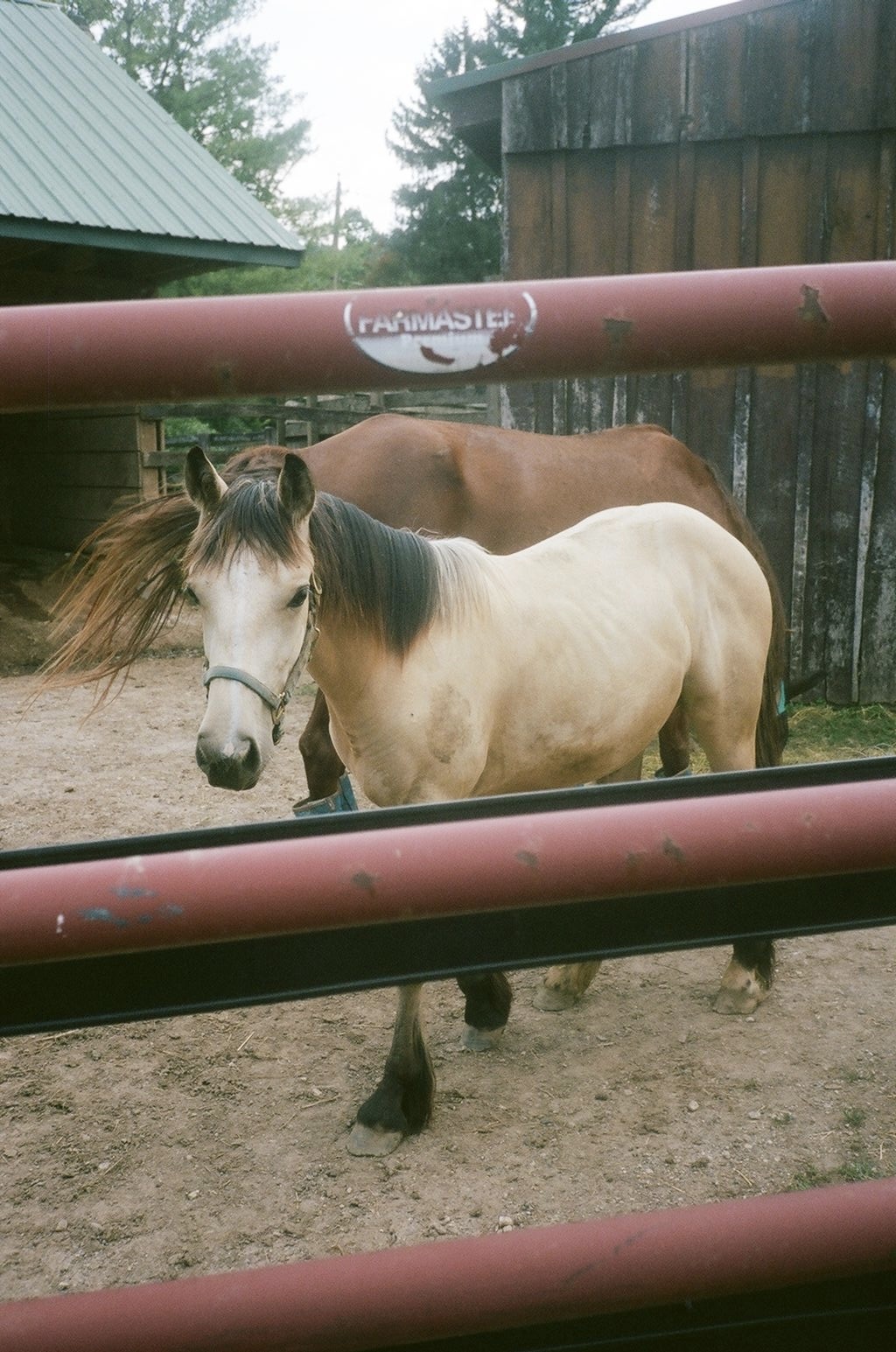 Horseback riding archive photograph